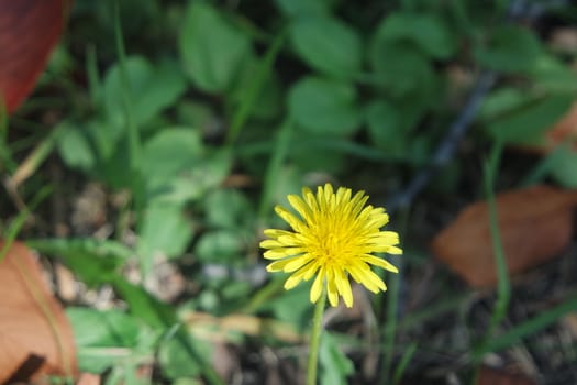 Closeup view of lovely yellow flower against a green leaves blurred background. This flower is found in South Korea.