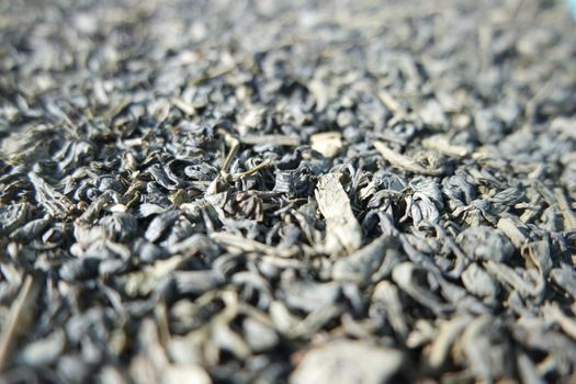 Close-up view of green tea dried leaves. Green tea or stevia rebaudiana leaves are of great medical importance for health.