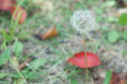 Delicate fluffy flower of dandelion selectively focused on a blurred green background. A closeup view