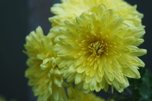 Closeup view of lovely yellow flower against a green leaves blurred background. This flower is found in South Korea.