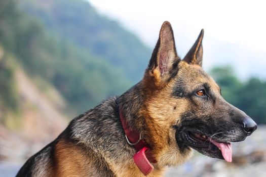 german shepherd with floppy ears and staring to someone eyes wide open