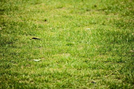 Top view of bright grass garden Idea concept used for making green backdrop, lawn for training football pitch, Grass Golf Courses green lawn pattern textured background