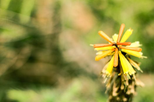 Freesia yellow color flowers isolated on green background