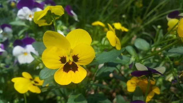 Closeup view of colorful flowers with green leaves in the background in spring season