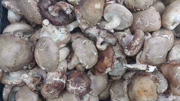 Closeup view of big pile of fresh harvested mushrooms. Food background of mushrooms in market for sale. A Vegetables background