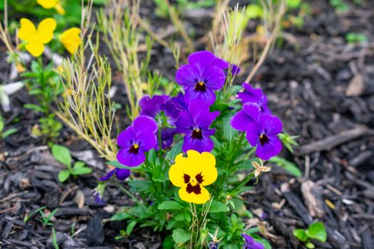 A Patch of Young and Small Purple Flowers in Black Mulch