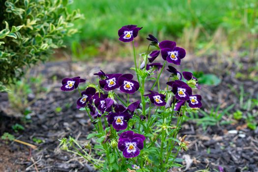 A Patch of Young and Small Purple Flowers in Black Mulch