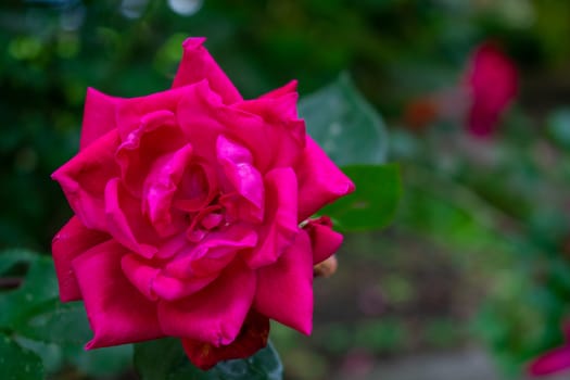 A Pink Red Rose on a Bright Green Bush