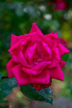 A Pink Red Rose on a Bright Green Bush