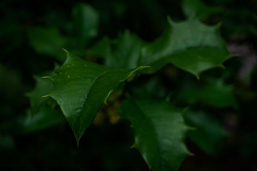 Dark Green Leaves With Sharp Thorns on a Tree