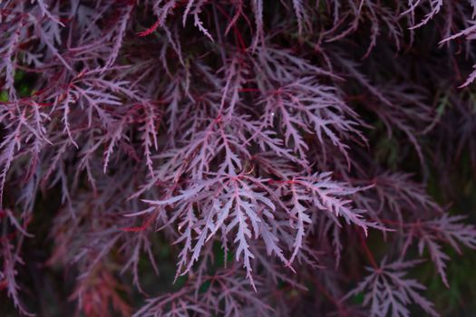 A Dark Bush With Thin Purple Leaves