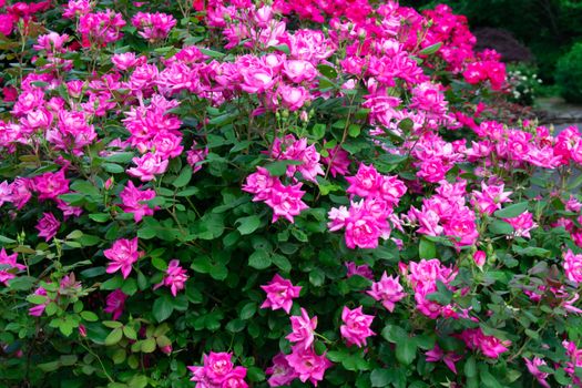 A Bright Green Bush Covered in Pink Roses