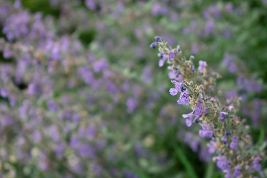 A Tall Plant with Small Purple Flowers on an Overgrown Front Lawn