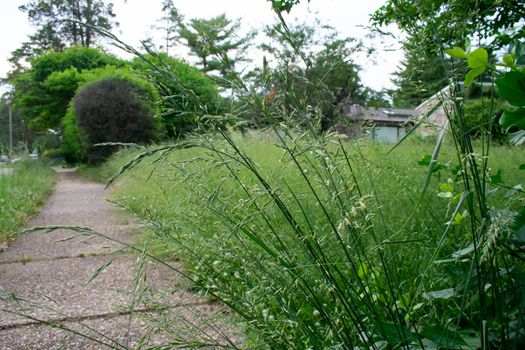 A Long Green Plant Next to the Sidewalk in an Overgrown Front Lawn