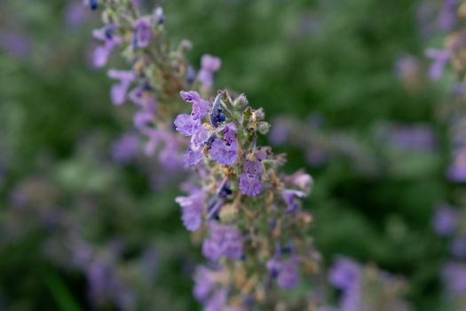 A Tall Plant with Small Purple Flowers on an Overgrown Front Lawn