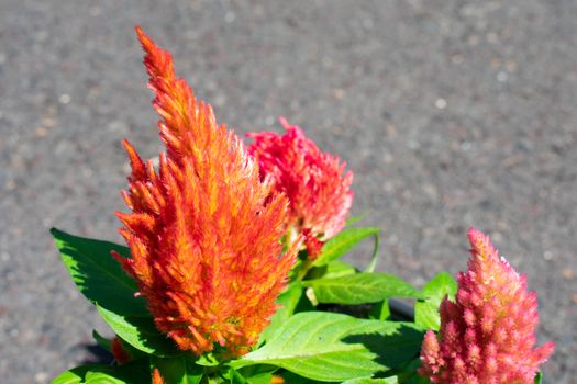 A Round Bright Orange Flower in Black Mulch