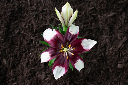 A Tiny Purple and White Flower Planted in Fresh Black Mulch