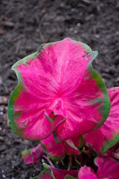 A Large Pink and Purple Leaf With Green Edges on a Plant in Black Mulch