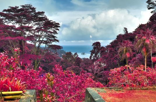 Beautiful pink and purple infrared shots of palm trees on the Seychelles