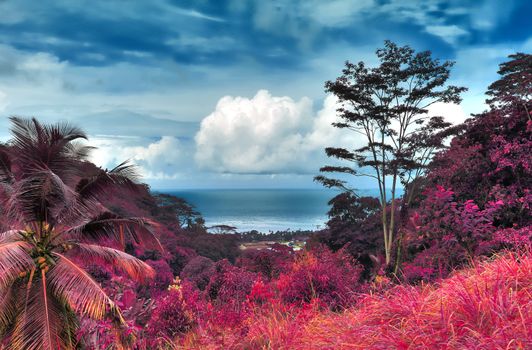 Beautiful pink and purple infrared shots of palm trees on the Seychelles