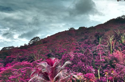 Beautiful pink and purple infrared shots of palm trees on the Seychelles