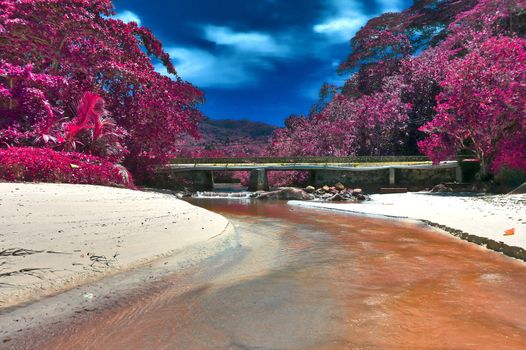 Beautiful pink and purple infrared shots of palm trees on the Seychelles