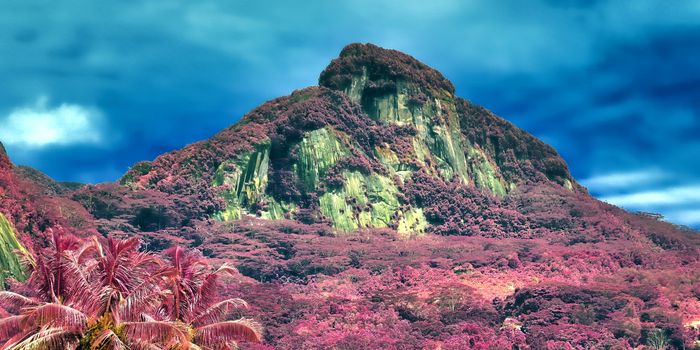 Beautiful pink and purple infrared shots of palm trees on the Seychelles