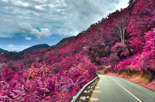 Beautiful pink and purple infrared shots of palm trees on the Seychelles