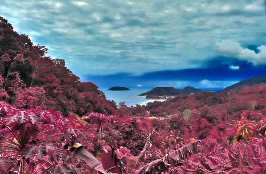 Beautiful pink and purple infrared shots of palm trees on the Seychelles