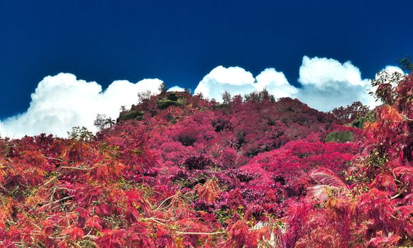 Beautiful pink and purple infrared shots of palm trees on the Seychelles