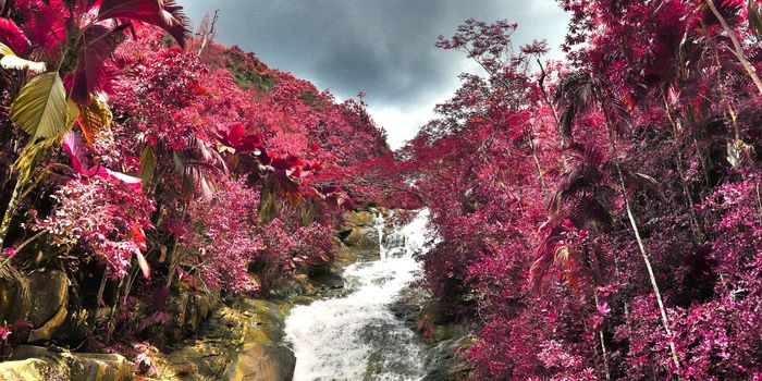 Beautiful pink and purple infrared shots of palm trees on the Seychelles