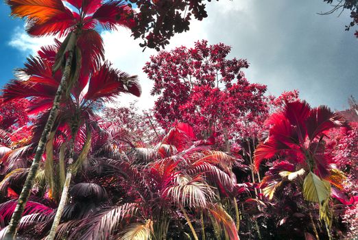 Beautiful pink and purple infrared shots of palm trees on the Seychelles