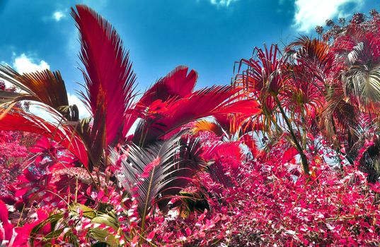 Beautiful pink and purple infrared shots of palm trees on the Seychelles