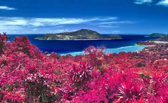 Beautiful pink and purple infrared shots of palm trees on the Seychelles