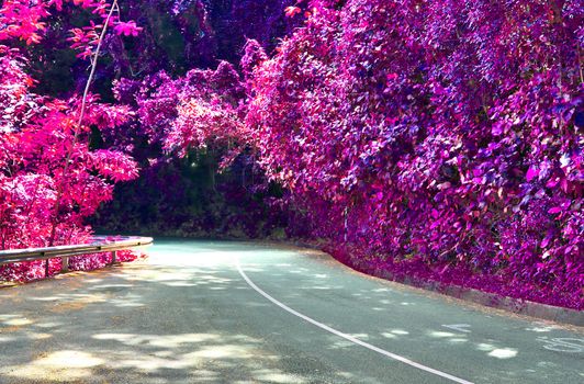 Beautiful pink and purple infrared shots of palm trees on the Seychelles