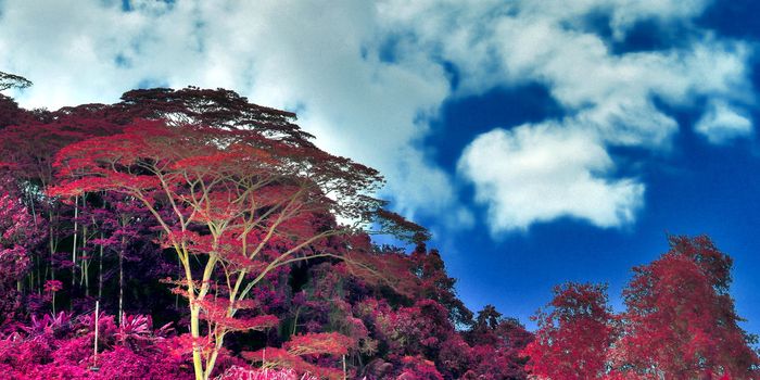 Beautiful pink and purple infrared shots of palm trees on the Seychelles