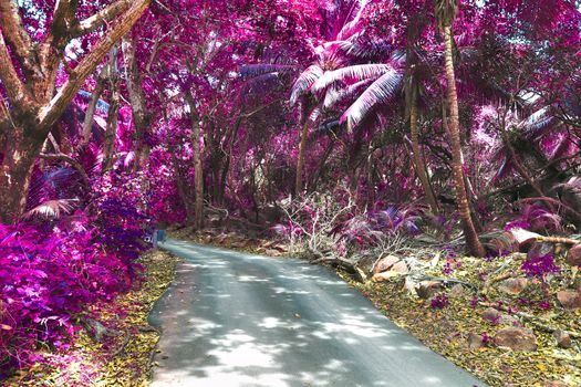 Beautiful pink and purple infrared shots of palm trees on the Seychelles