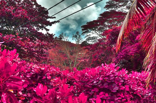 Beautiful pink and purple infrared shots of palm trees on the Seychelles