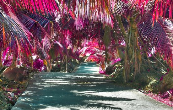 Beautiful pink and purple infrared shots of palm trees on the Seychelles