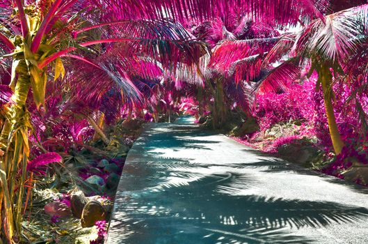 Beautiful pink and purple infrared shots of palm trees on the Seychelles