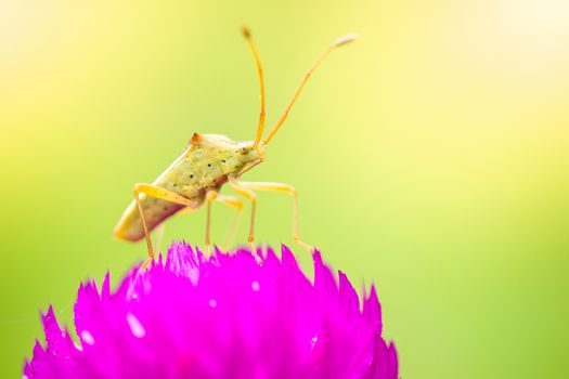 A small green insect on purple flowers blooming in a refreshing morning. The Stink bug is pollinating flowers in the forest. The concept of nature and the beautiful ecosystem. Close up and copy space.