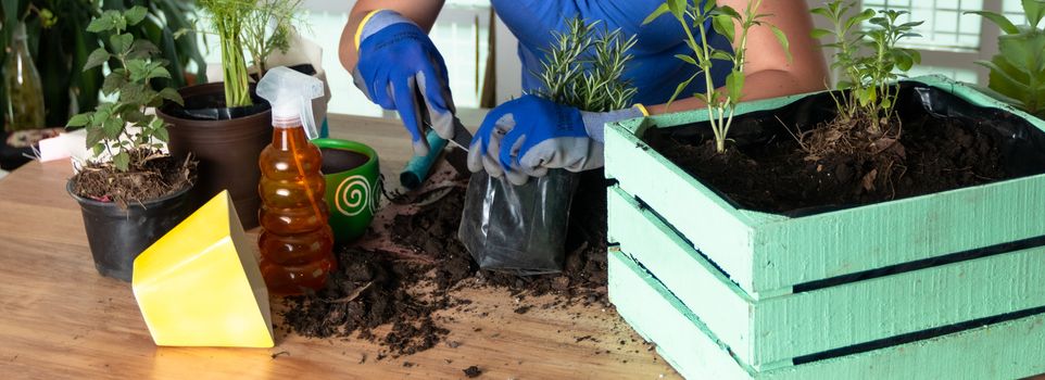 Woman transplanting plant a into a new pot. Young businesswoman transplanting plants in flowerpots. people, gardening, flower planting and profession concept - close up of woman or gardener