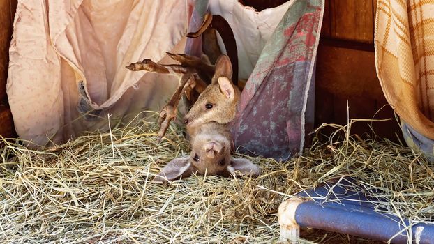 Two joey kangaroos playing in a pouch on a bed of straw