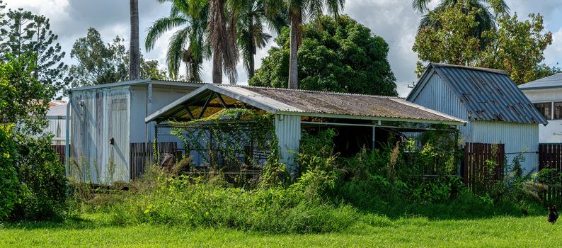 An old neglected shed overgrown with weeds and vines, with a black chicken bottom right