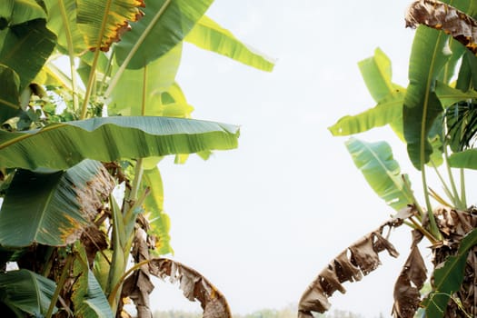 Banana leaf on tree with the sunlight at sky.