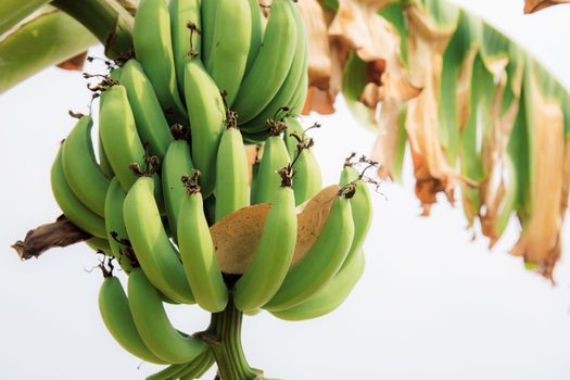 Banana raw on tree with the sky at sunlight.