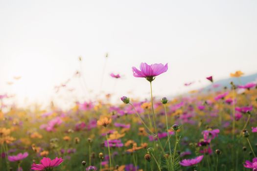 Cosmos on field in winter at the sunlight.