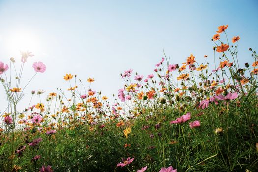 Cosmos on field in winter at the blue sky.