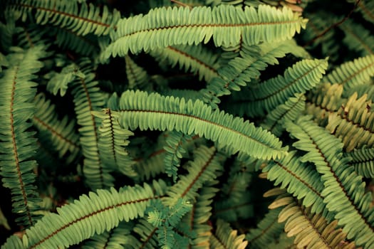 Fern leaves in park at sunlight with background.