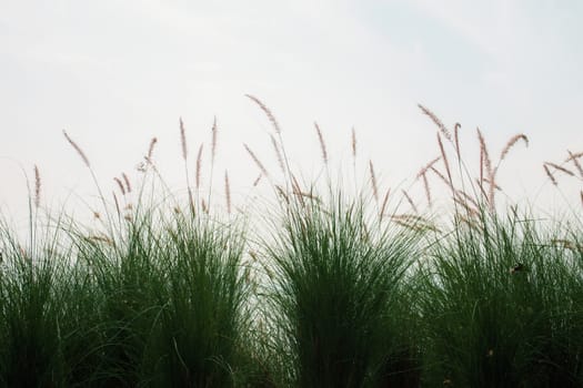 Grass on field with the sunlight at sky.